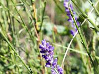 Collet - Champ Brancou  Lavande fine ...