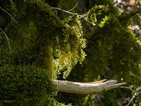 Collet - Champ Brancou - Flore  Lichens en sous-bois 1/2 ...