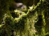 Collet - Champ Brancou - Flore  Lichens en sous-bois 2/2 ...