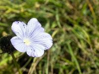 Collet - Champ Brancou - Flore  Lin des Alpes ...