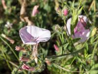 Collet - Champ Brancou - Flore  Liseron des Monts Cantabres ...