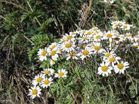Collet - Champ Brancou - Flore  Marguerites 1/2 ...