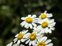 Collet - Champ Brancou - Flore  Marguerites 2/2 ...