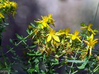 Collet - Champ Brancou - Flore  Millepertuis perforé ...