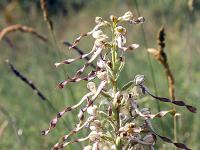 Collet - Champ Brancou - Flore  Orchis-bouc ...