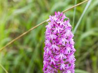 Collet - Champ Brancou - Flore  Orchis pyramidal ...