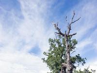 Collet - Champ Brancou - Paysages  Chênes épars ...