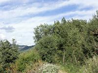 Collet - Champ Brancou - Sentiers et sous-bois  Sentier au centre du plteau du Collet 2/3 ...