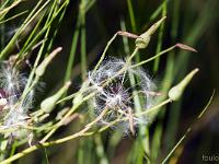 Collet - Champ Brancou - Flore  Plante en graine ...