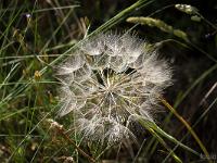 Collet - Champ Brancou - Flore  Je sème à tous vents ...