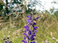 Collet - Champ Brancou - Flore  Sauge des près 1/3 ...