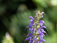 Collet - Champ Brancou - Flore  Sauge des près 2/3 ...