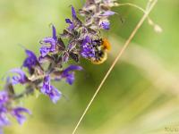 Collet - Champ Brancou - Flore  Sauge des près 3/3 ...