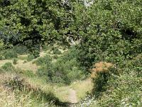 Collet - Champ Brancou - Sentiers et sous-bois