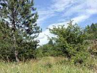 Collet - Champ Brancou - Sentiers et sous-bois  Sentier au centre du plteau du Collet 3/3 ...