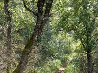 Collet - Champ Brancou - Sentiers et sous-bois  Le sentier principal en sous-bois ...