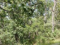 Collet - Champ Brancou - Sentiers et sous-bois  Le sentier principal en sous-bois ...