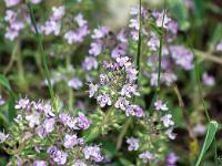 Collet - Champ Brancou - Flore  Serpolet ...