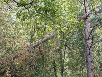 Collet - Champ Brancou - Sentiers et sous-bois  Sous-bois ...