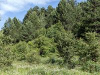 Collet - Champ Brancou - Sentiers et sous-bois  Sous-bois et clairière ...