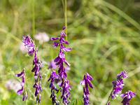 Collet - Champ Brancou - Flore  Vesce de cracovie ...