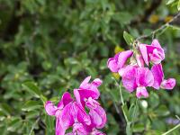 Collet - Champ Brancou - Flore  Vesce des haies 1/2 ...