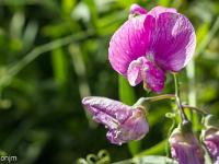 Collet - Champ Brancou - Flore  Vesce des haies 2/2 ...