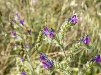 Collet - Champ Brancou - Flore  Vipérine commune 1/2 ...