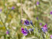 Collet - Champ Brancou - Flore  Vipérine commune 2/2 ...