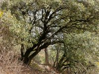 Sisteron - Le Collet mars 2026  Autre vue sur le sentier de crête ...