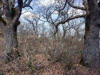 Sisteron - Le Collet mars 2026  Chênes pubescents sur la crête ...
