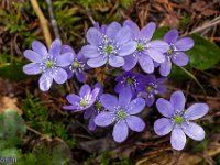 Sisteron - Le Collet mars 2026  Hépathiques Nobles en sous-bois ...