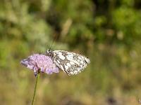Sisteron - Collet Marquise  Papillon sur une fleur de Knautie des bois