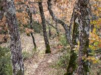 Sisteron - Le Collet  Le sentier dans les bois au Nord du plateau