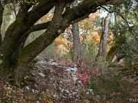 Sisteron - Le Collet  Vue du sous-bois depuis le sentier