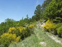 Tour de la Baume  Ici prédominent le jaune intense des genêts et au sol le bleu profond des aphyllanthes de Montpellier