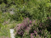 Tour de la Baume  Bouquet de bugrane buissonante en bordure de sentier