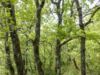 Sisteron - Tour du Molard - Mai 2020  Le sentier. Ici dominent majoritairement chênes blancs et buis, par encore touchés ici par la piéride !