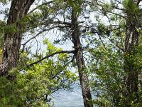 Sisteron - Tour du Molard - Mai 2020  Vue vers le Nord au travers des arbres