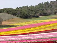 Champs de tulipes  Les couleurs ondulent sur les courbes natuelles
