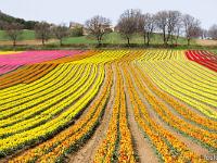 Champs de tulipes  Une explosion de couleurs ! ...