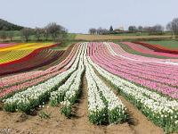 Champs de tulipes  Des couleurs vives et d'autres plus pastels en passant par le blanc