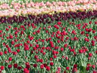 Champs de tulipes  Mise au point sur le premier plan ... 1/2