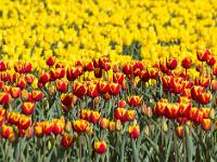 Champs de tulipes  Bicolores celles-ci ! ...