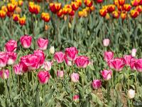 Champs de tulipes  Mise au point sur le premier plan ... 2/2