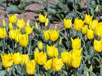 Champs de tulipes  Habillées de jaune pour cette variété ...