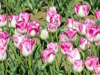 Champs de tulipes  Toutes en nuances de pourpre au blanc ! ...