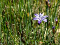 Au Sud de Valbelle - Flore  Aphylante de Montpellier ...
