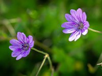 Au Sud de Valbelle - Flore  Géranium mou ...