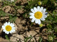 Au Sud de Valbelle - Flore  Petite marguerite 1/2 ...